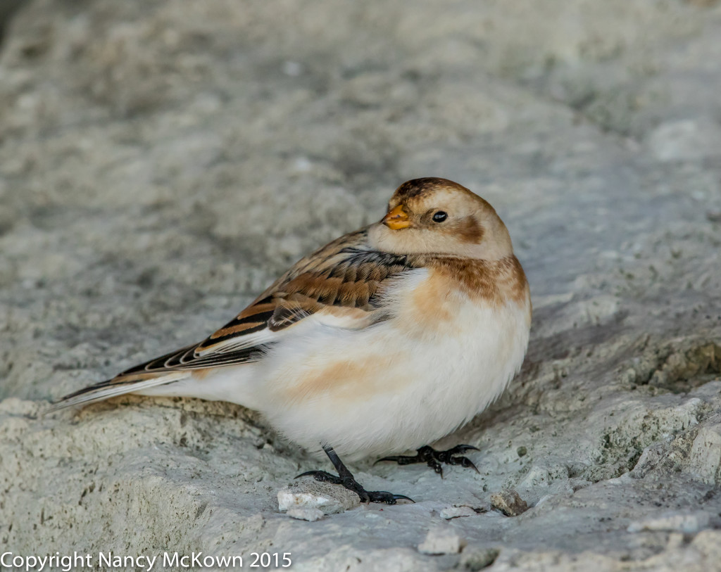 Photo of Snow Bunting