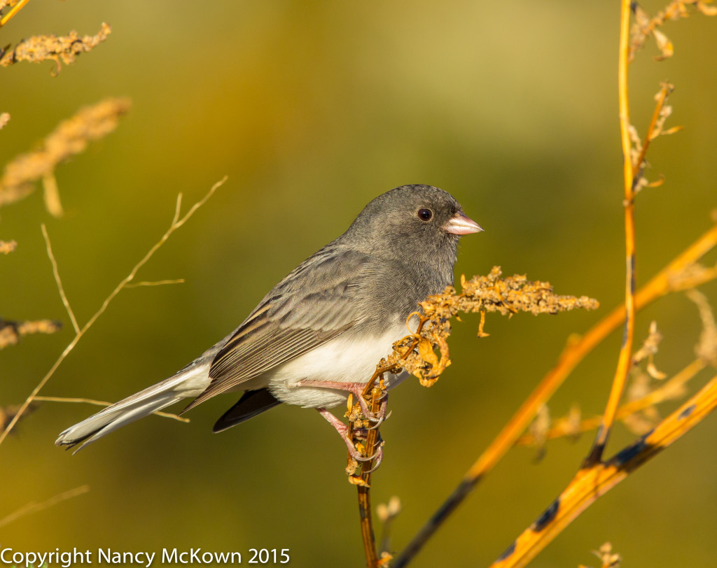 Dark Eyed Junco