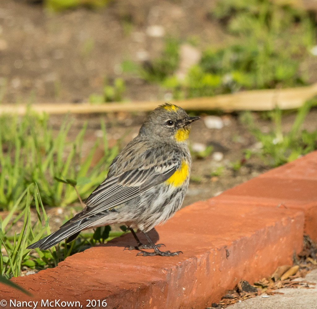 Photo of Yellow Rumped Warber