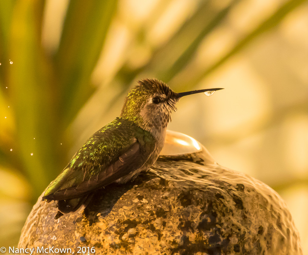 Photo of Anna's Hummingbird