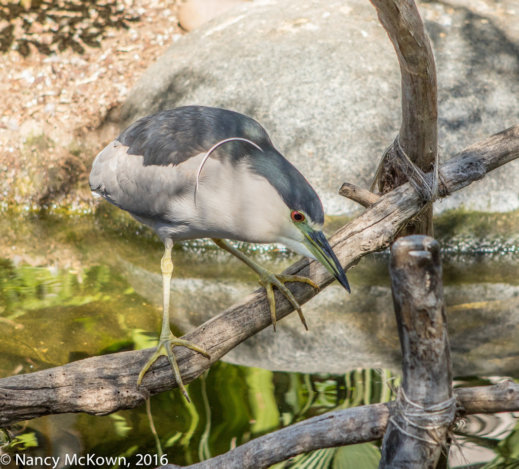 Photo of Night Heron