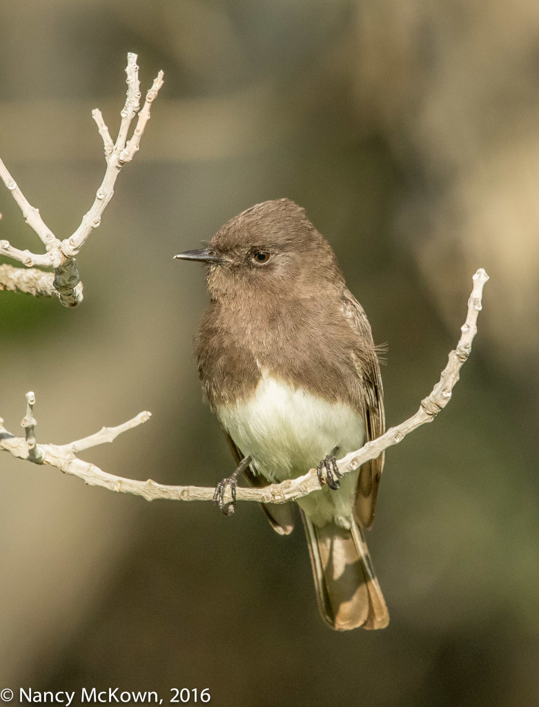 Photo of Black Phoebe