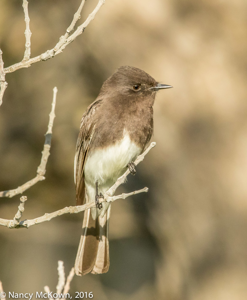 Photo of Black Phoebe