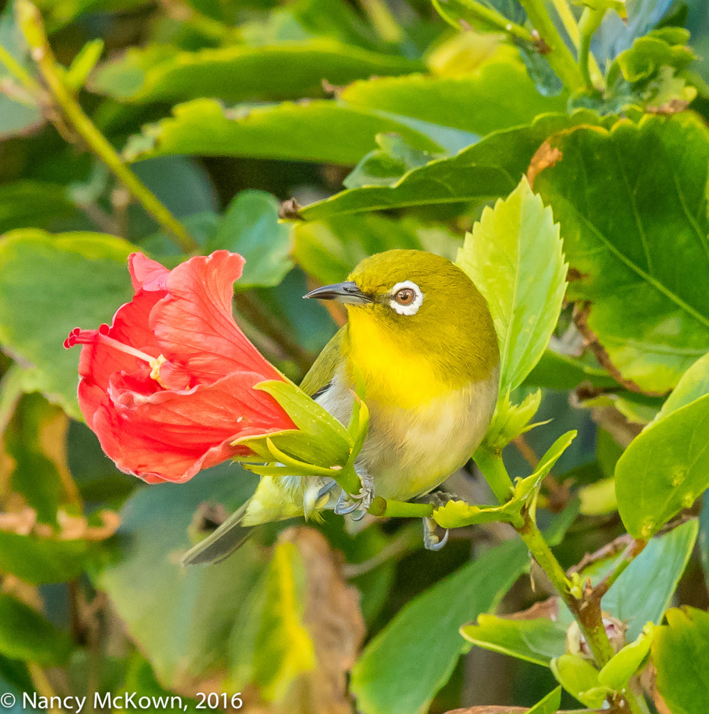 Photo of Japanese White Eye.