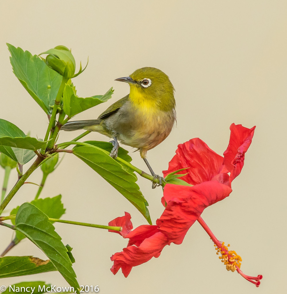 Photo of Japanese White-eye