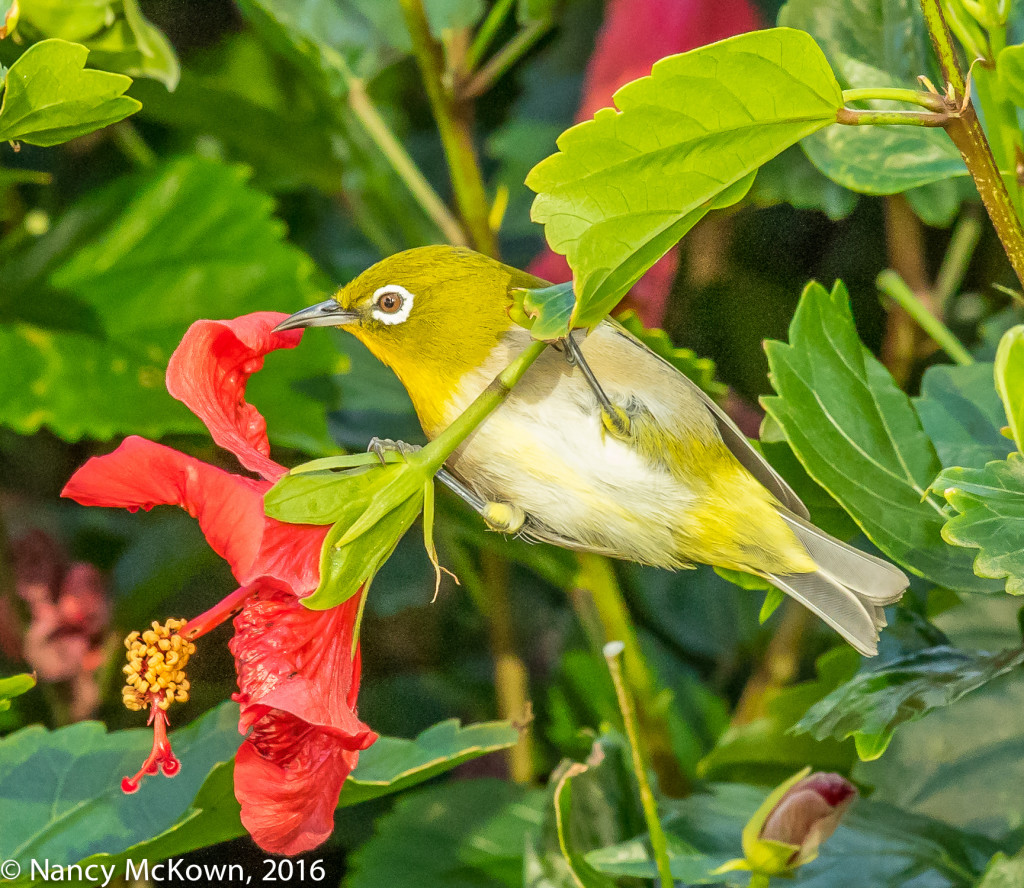 Photograph of Japanese White-Eye