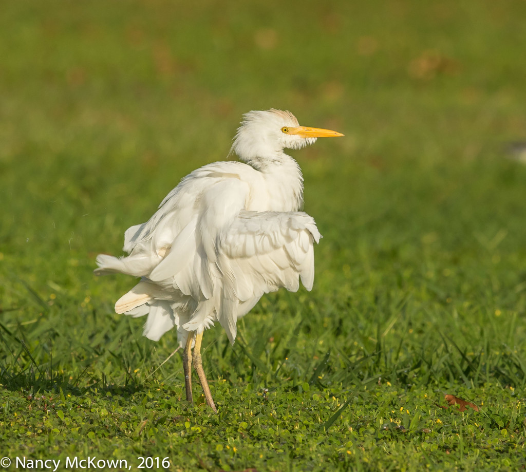 Photo of Cattle Egret