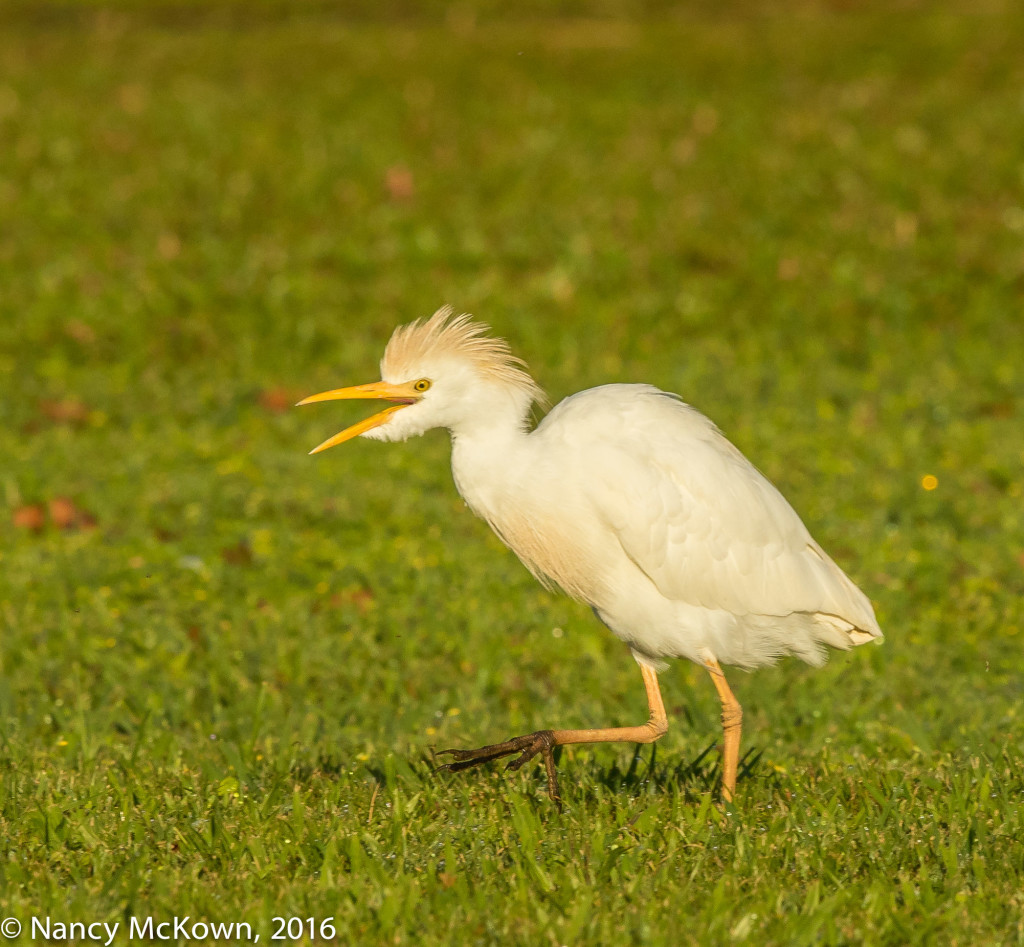 Photo of Cattle Egret