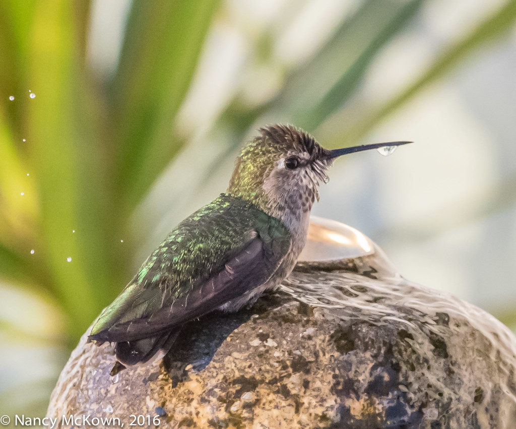 Photo of Anna's Hummingbird