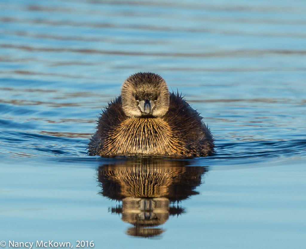 Photo of Pied-billed Grebe