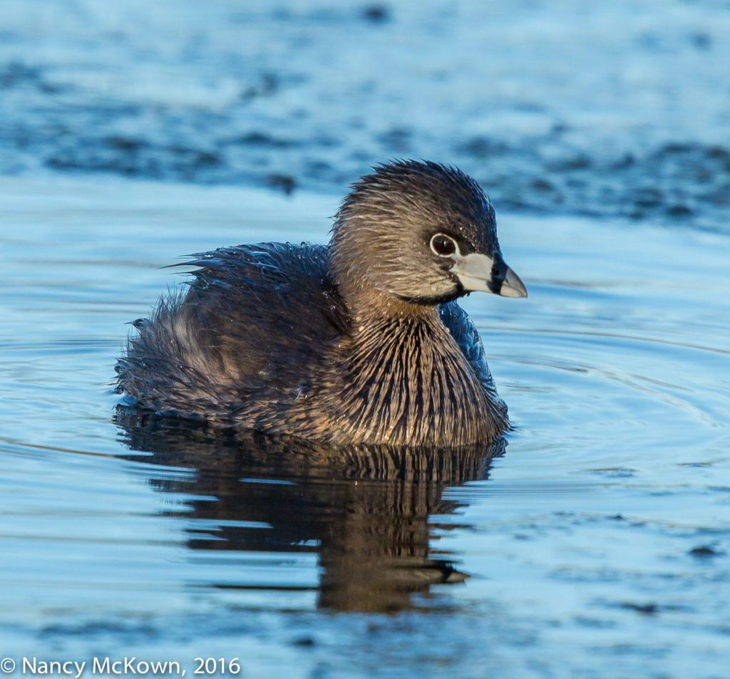Photo of Pied-billed Grebe
