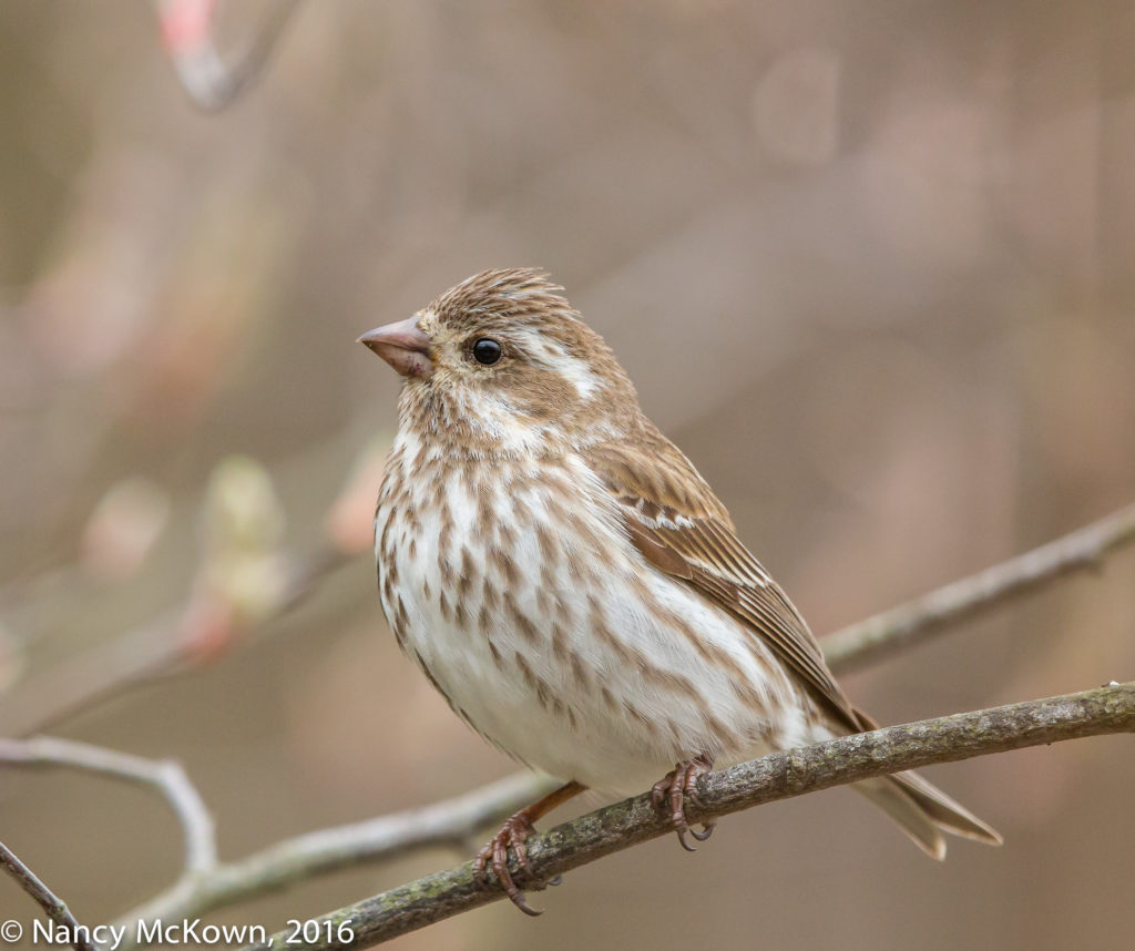 Photo of Female Purple Finch