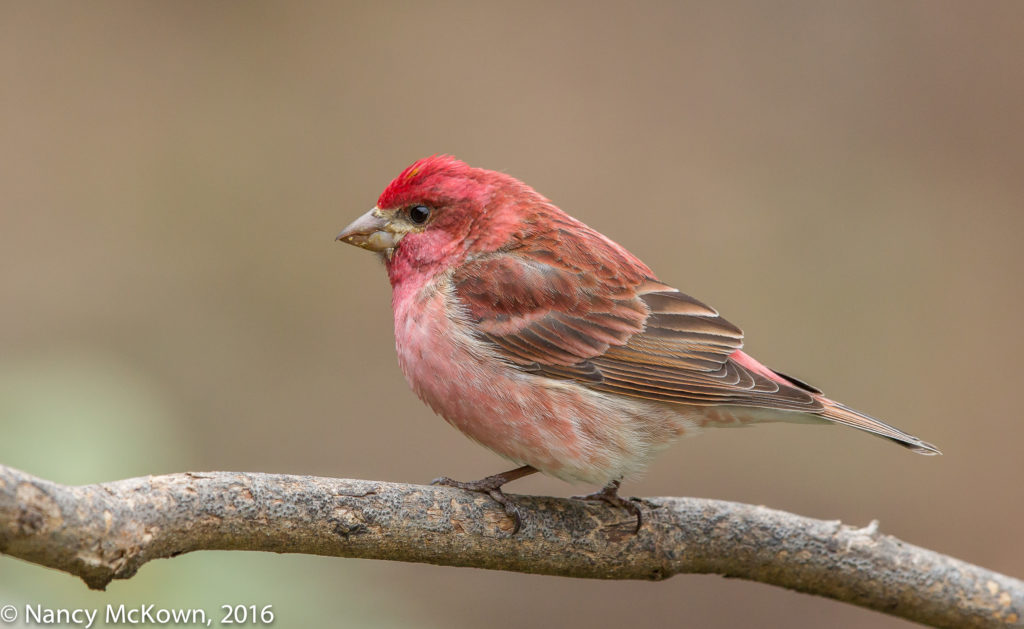 Photo of Male Purple Finch