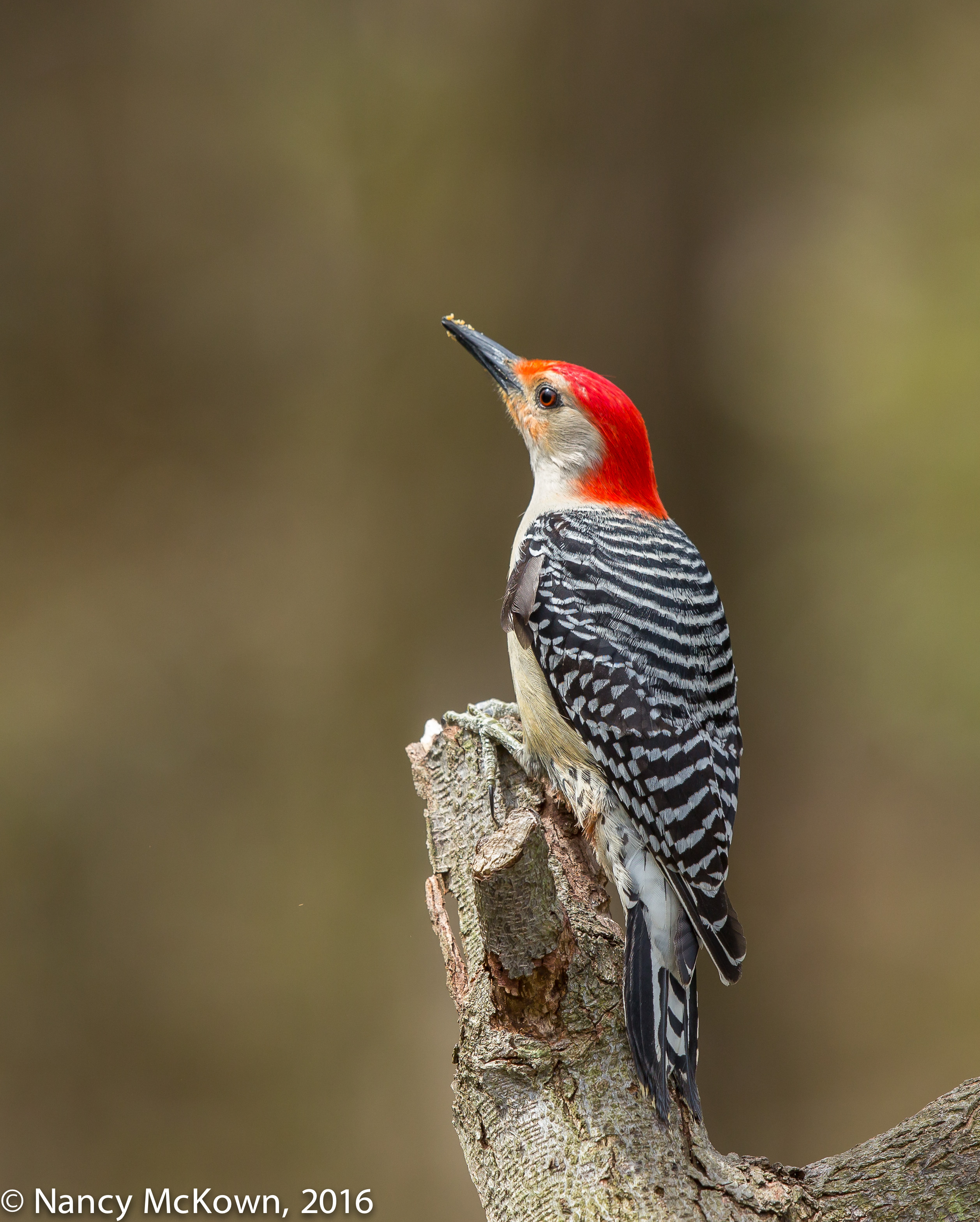 woodpecker teddy