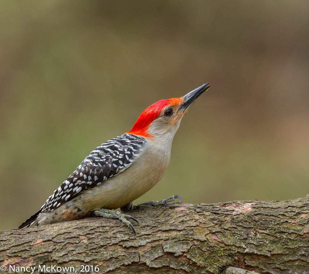 Photo of Red Bellied Woodpecker