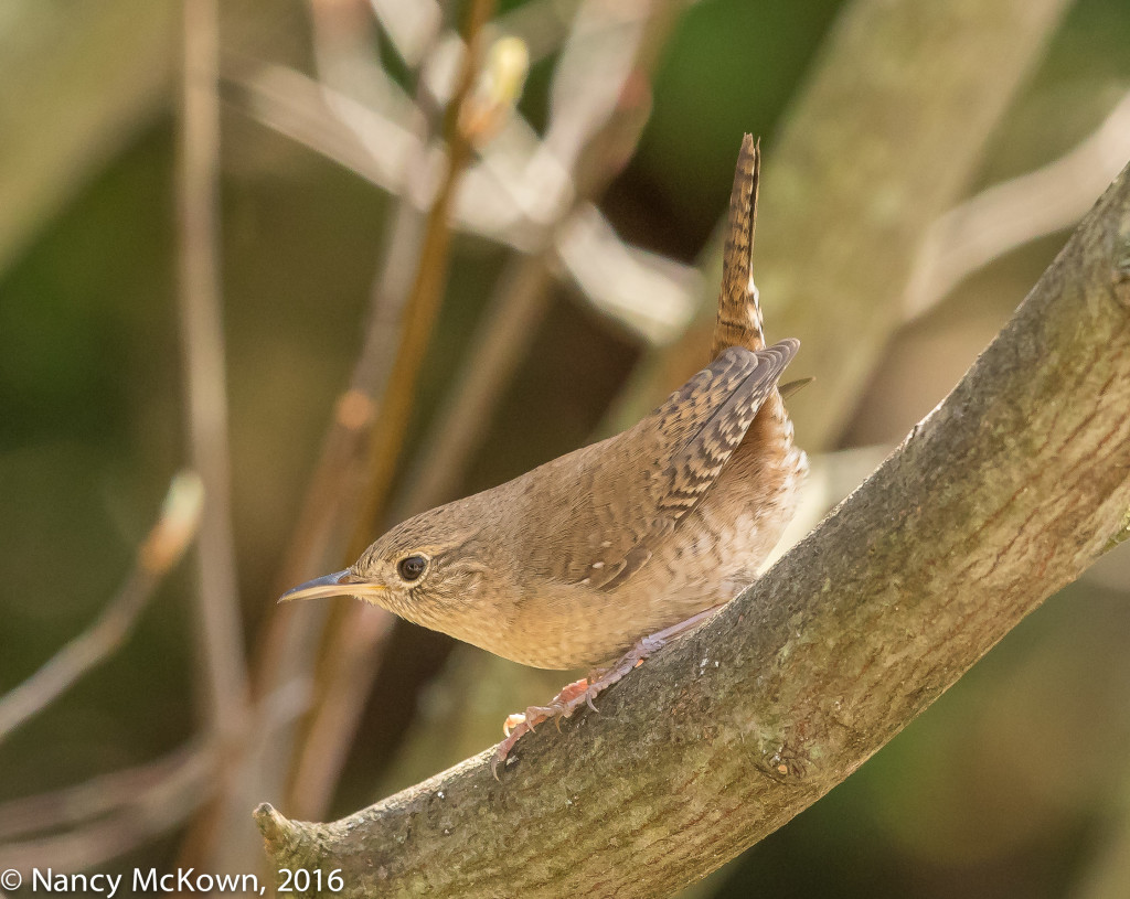 Photo of House Wren