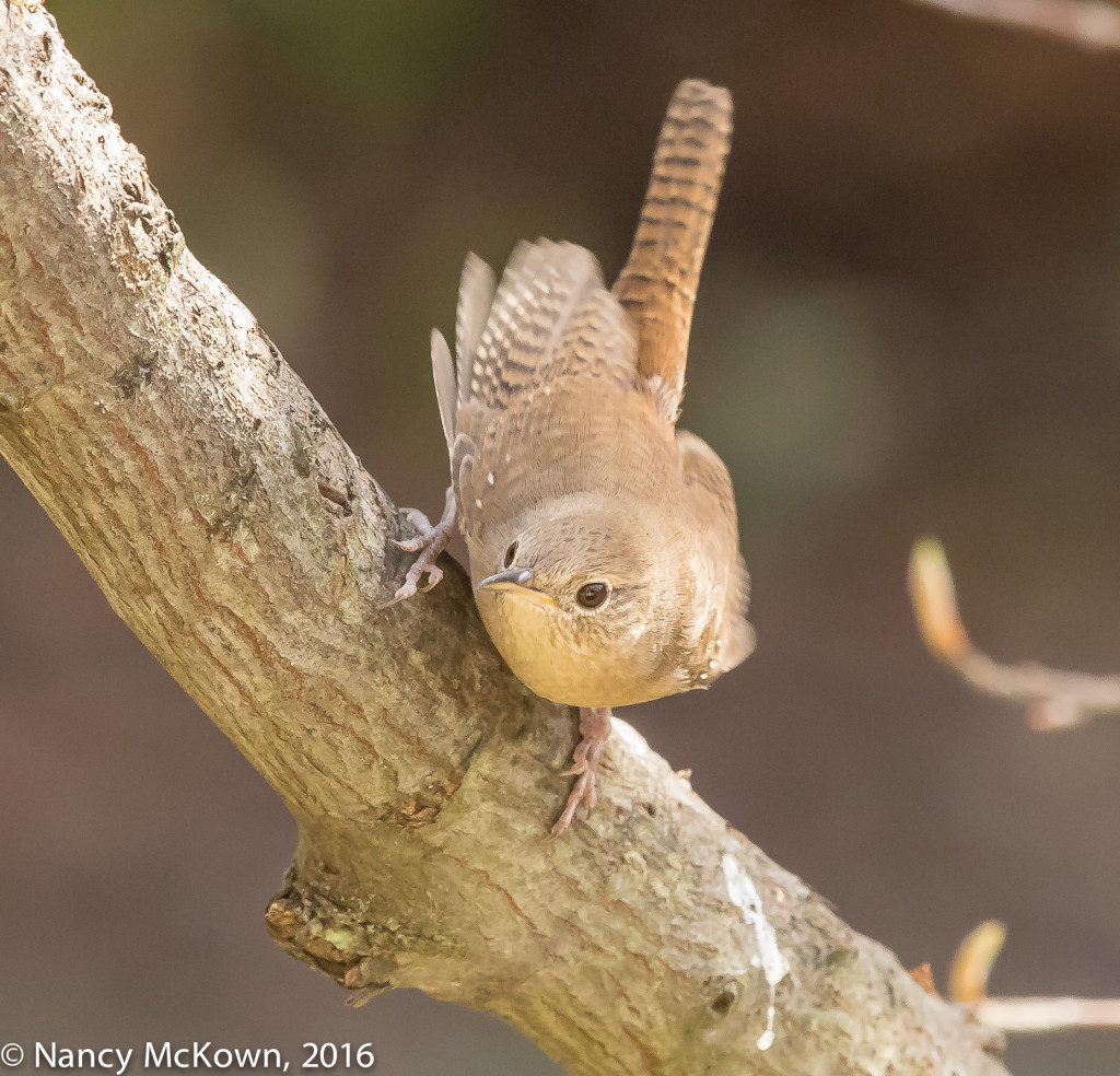 House Wren