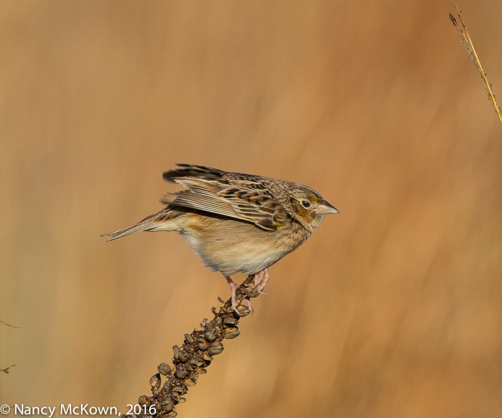 Grasshopper Sparrow