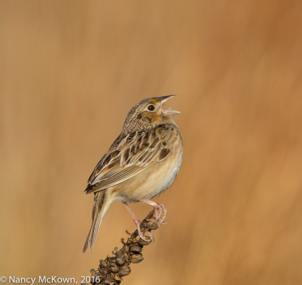 Photo of Grasshopper Sparrow