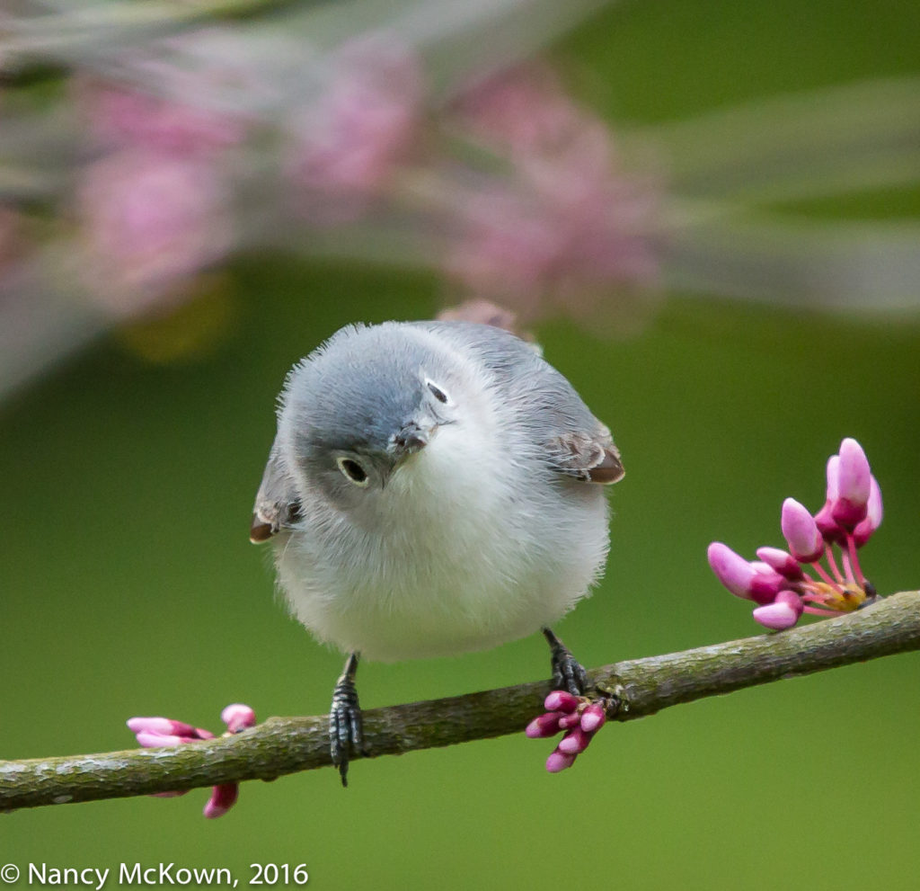 Photo of Blue Gray Gnatcatcher