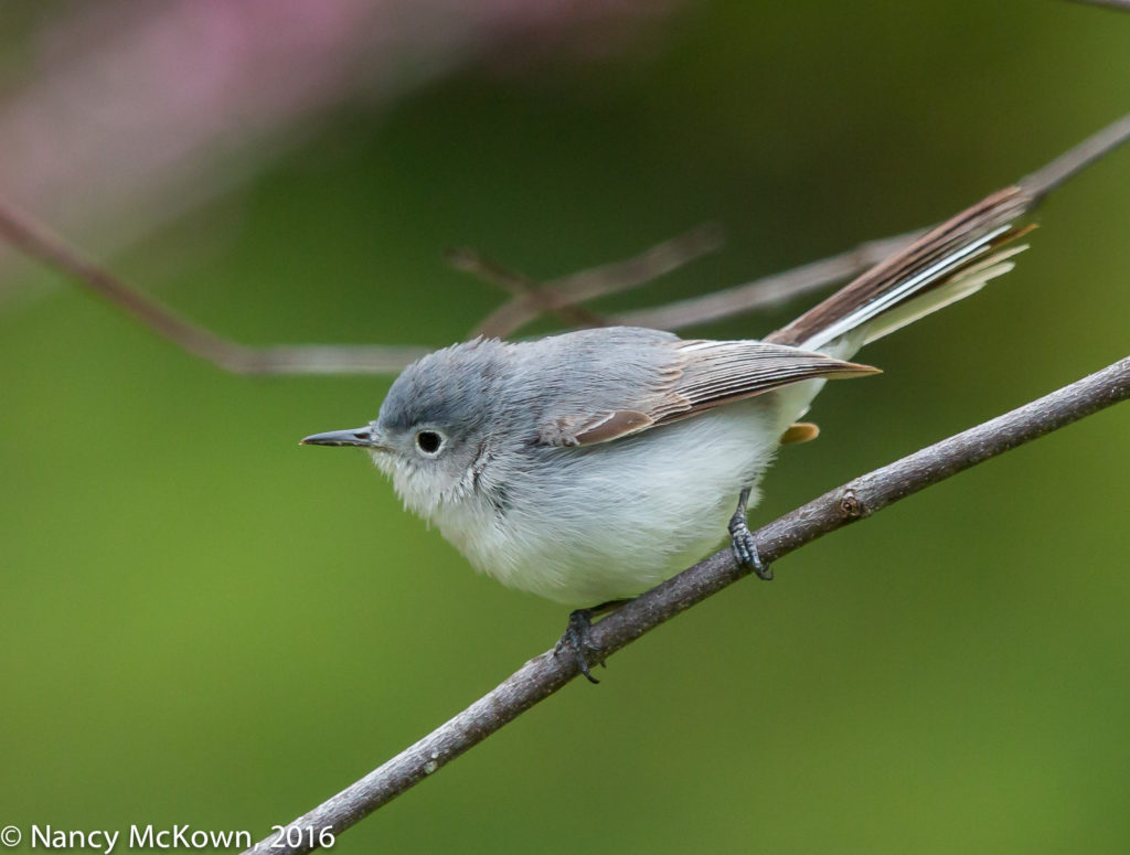 Photo of Blue Gray Gnatcatcher