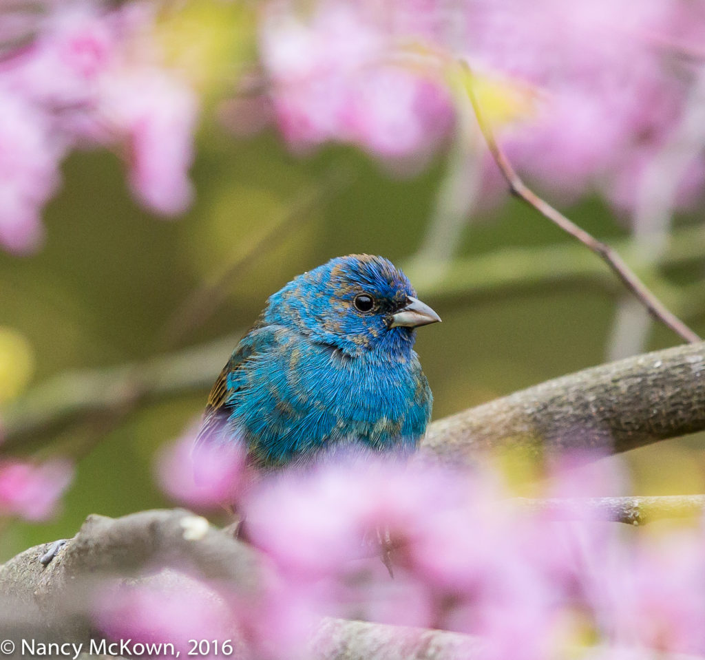 Photo of Indigo Bunting