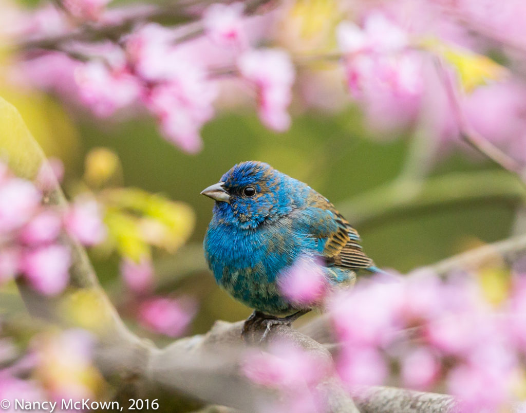 Photo of Indigo Bunting