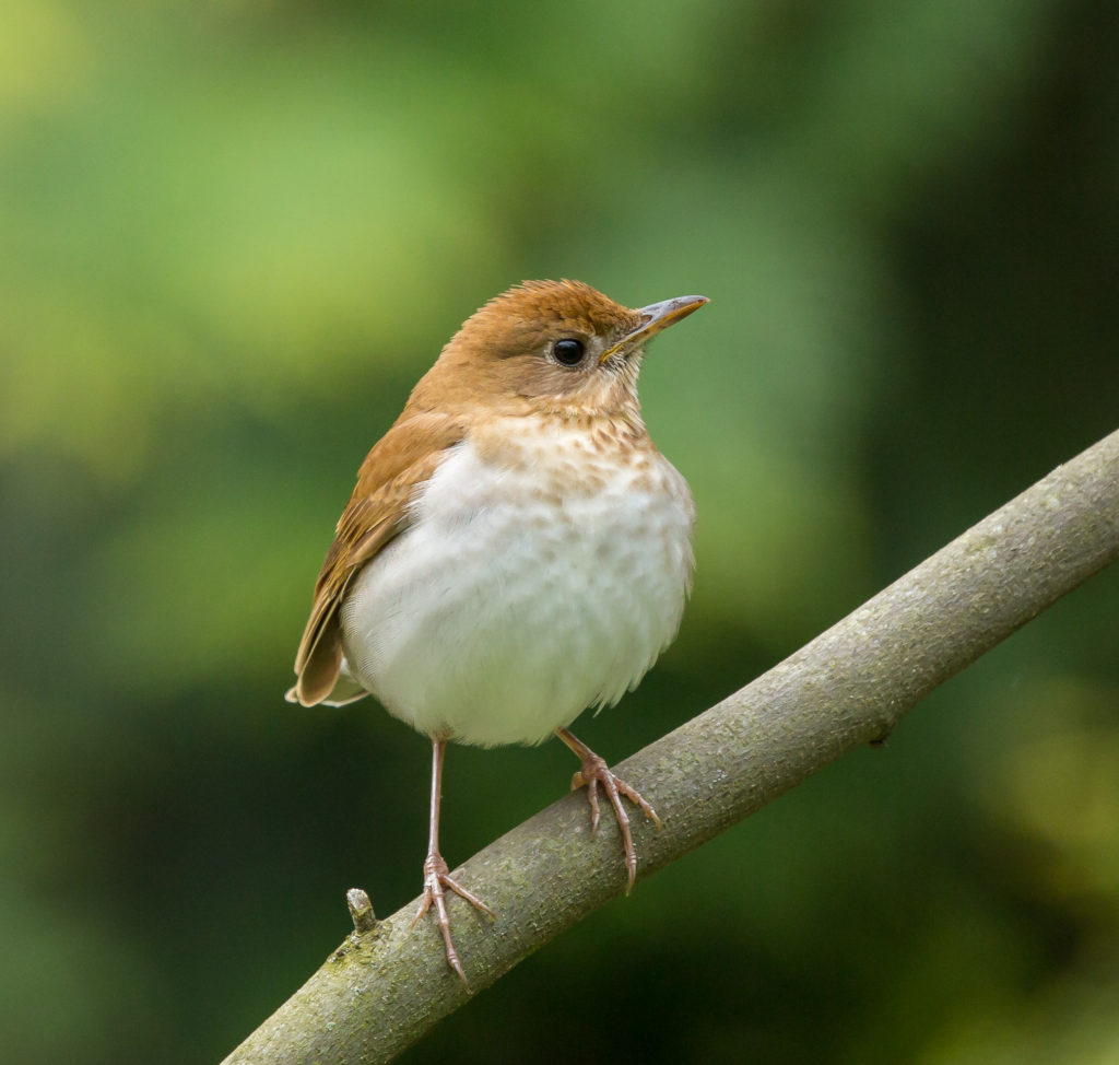 Veery Thrush