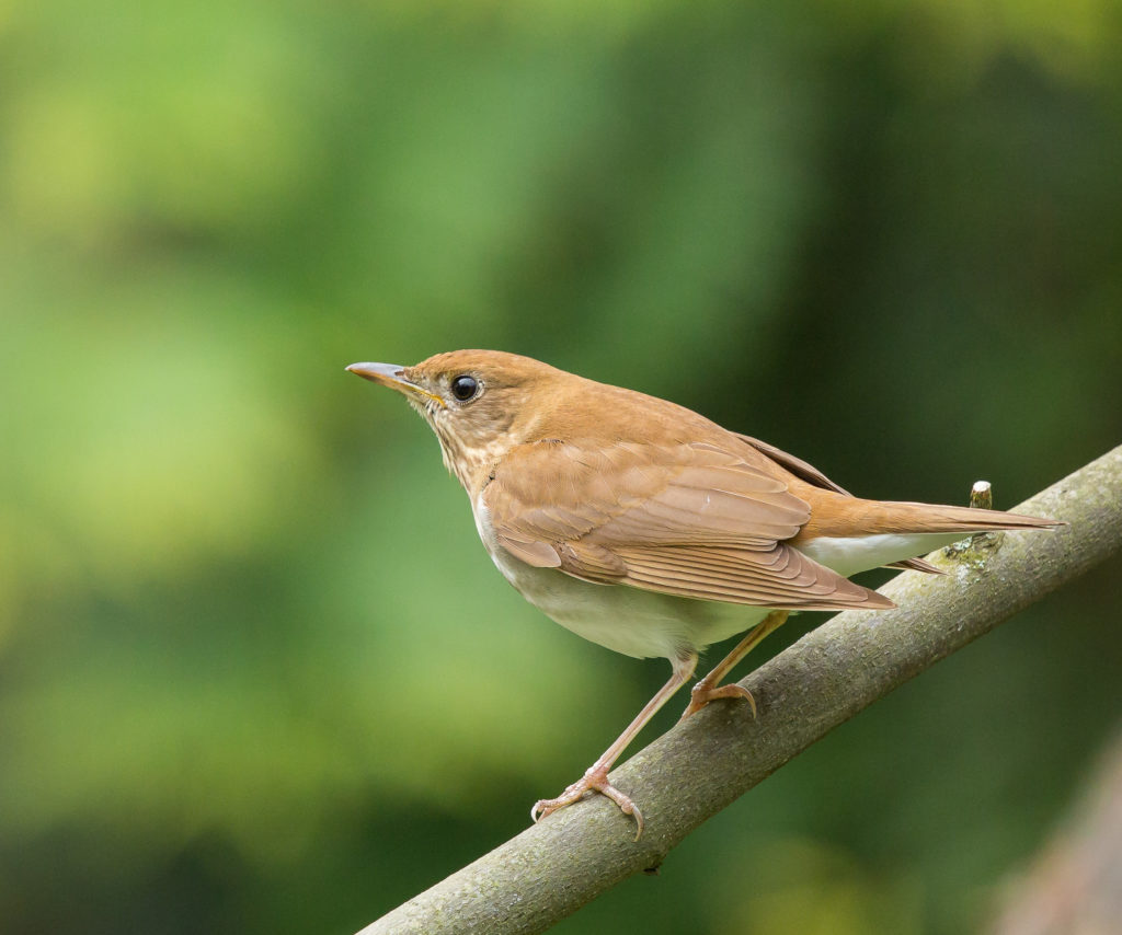 Photo of Veery Thrush