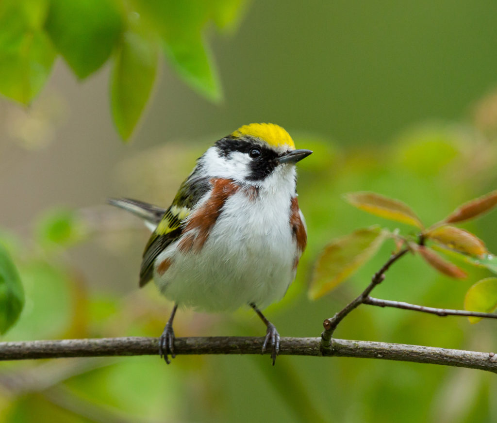 Photo of Chestnut Sided Warbler 