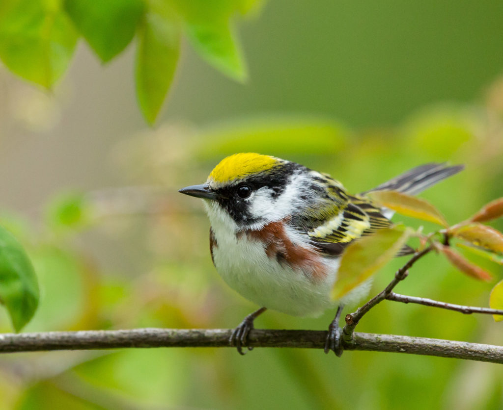 Photo of Chestnut Sided Warbler