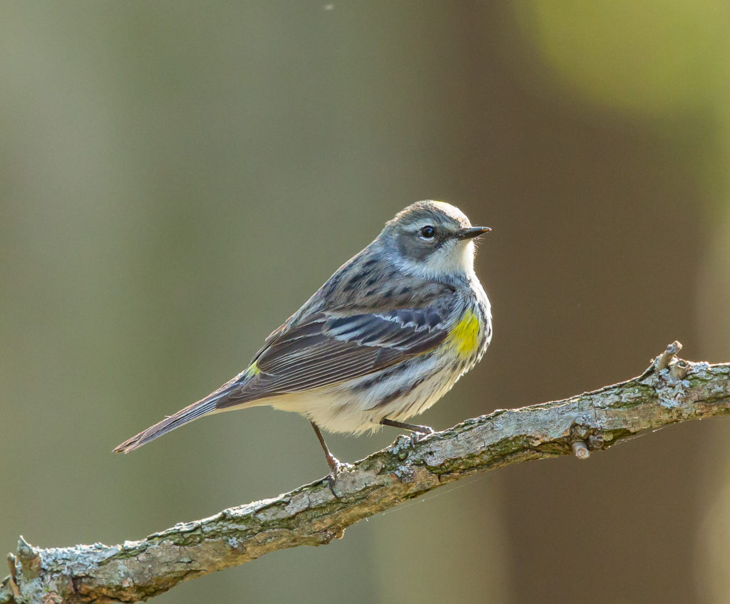 Photo of Yellow Rumped Warbler