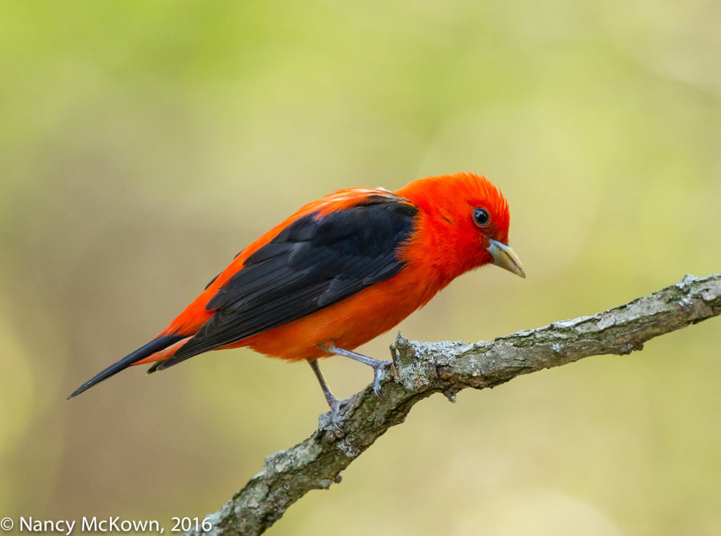 Photo of Scarlet Tanager
