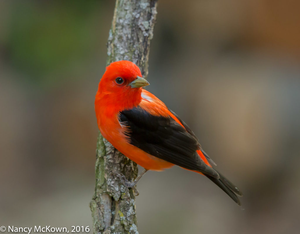 Photo of Male Scarlet Tanager