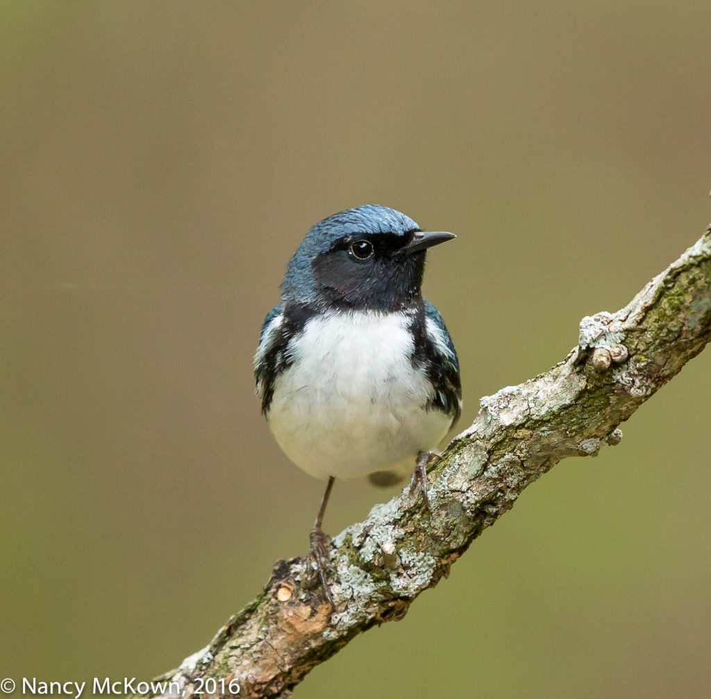 Photo of Black Throated Blue Warbler