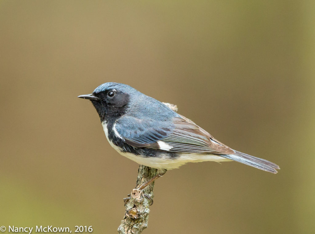 Photo of Black Throated Blue Warbler