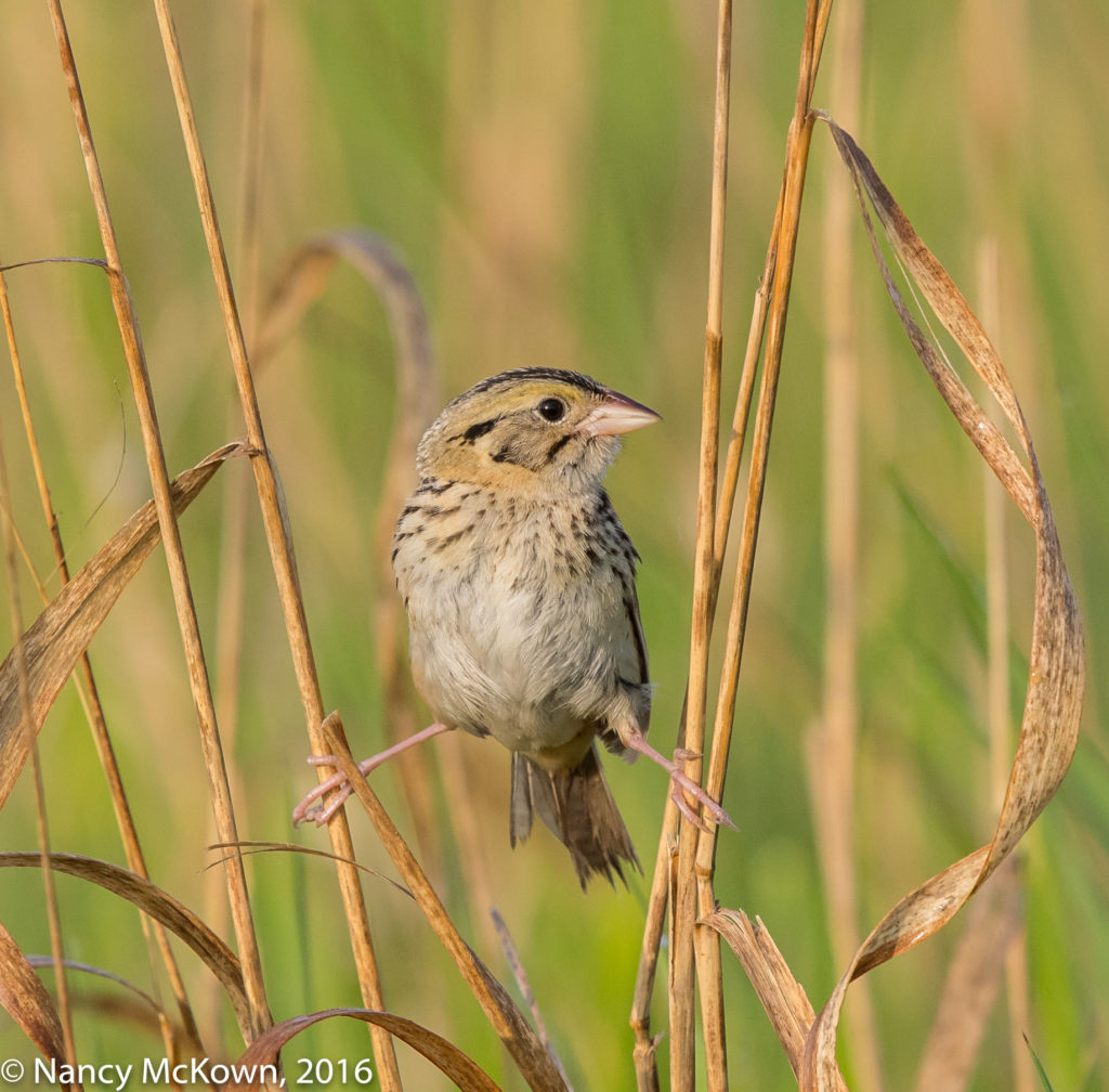 Photo of Henslow Sparrow