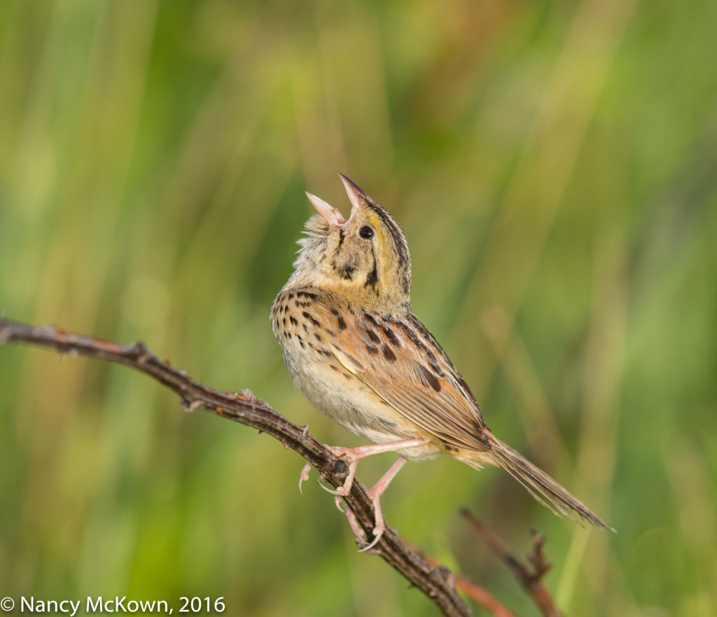 Photo of Henslow Sparrow