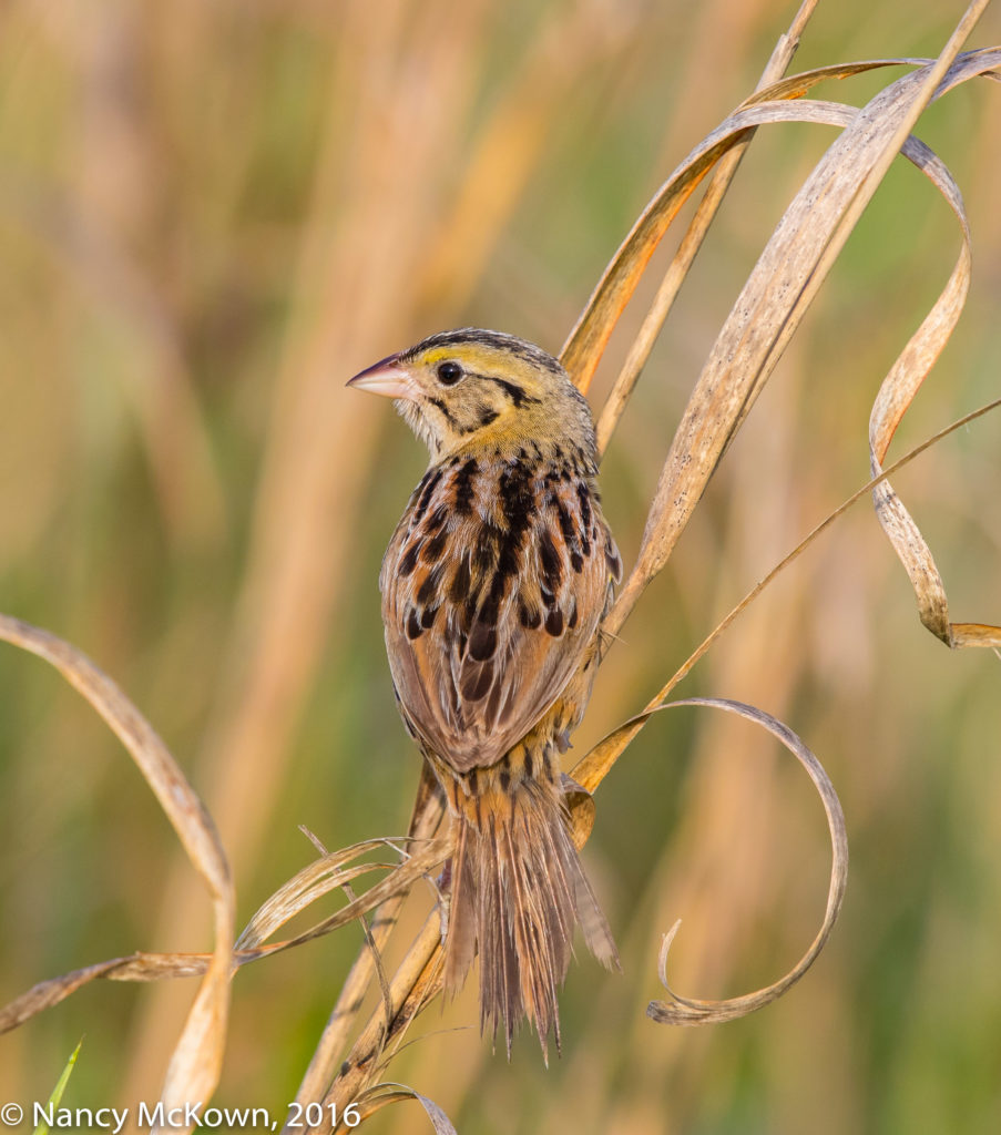 Photo of Henslow Sparrow