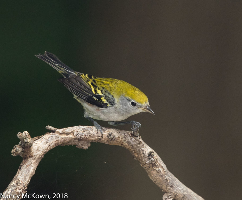 Female Chestnut Sided Warbler