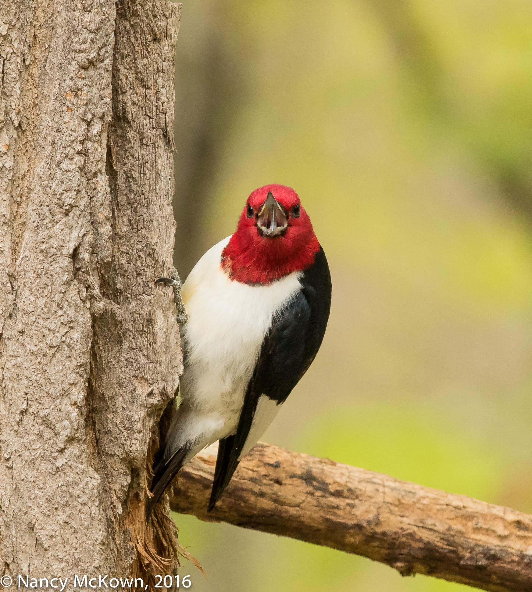 Photographing Red Headed Woodpeckers And Controlling The Vivid Colors Welcome To 