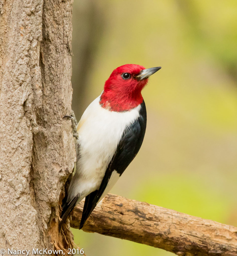 Red Headed Woodpecker