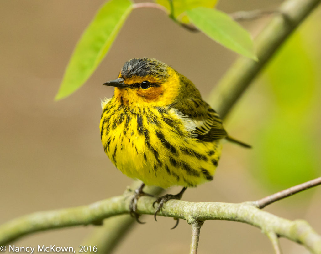 Photo of Cape May Warbler