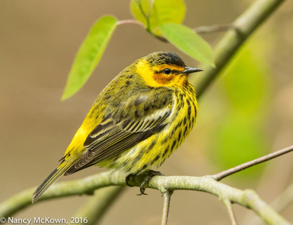 Photo of Cape May Warbler