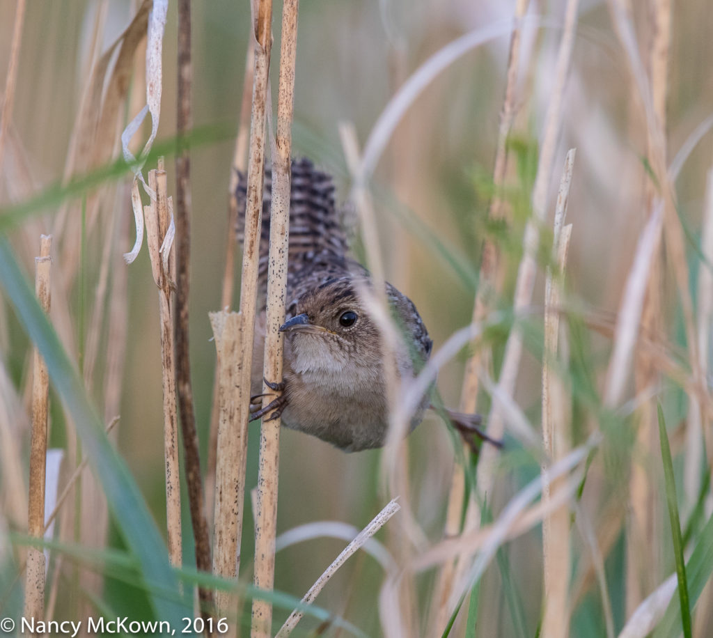 Photo of Sedge Wren