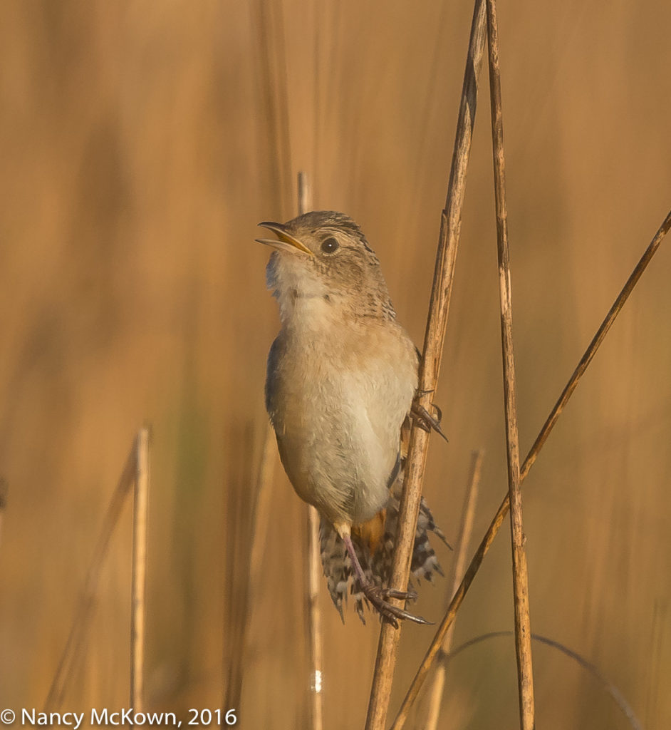 Sedge Wren