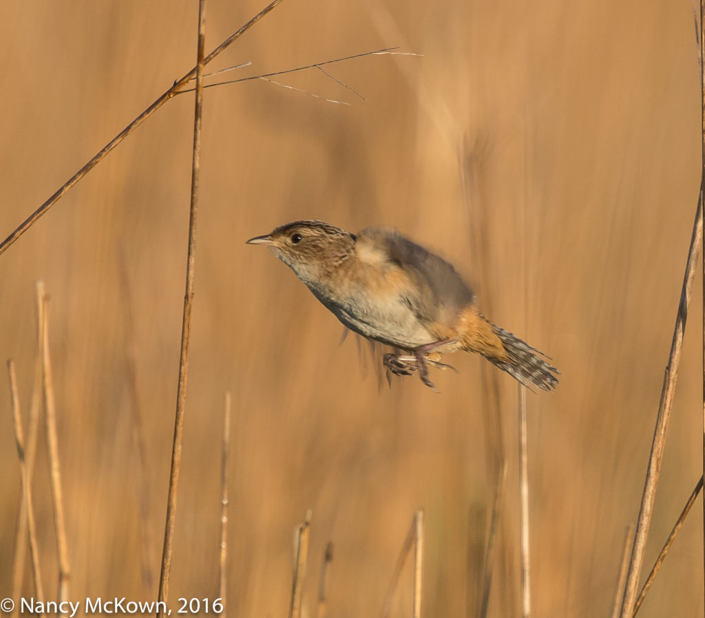 Photo of Sedge Wren