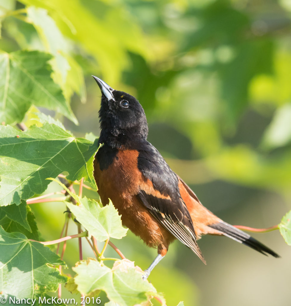 Photo of Orchard Oriole