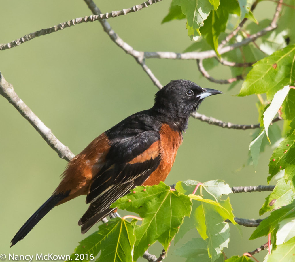 Photo of Orchard Oriole