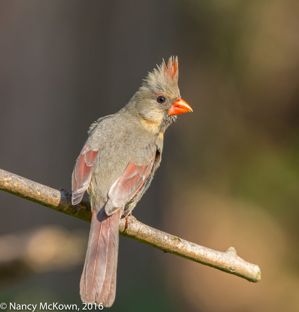 Female Northern Cardinal